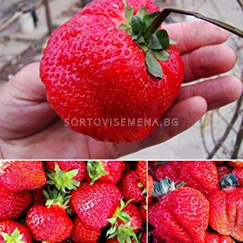 Ягоди Maxima / Fragaria Ananassa Maxima