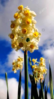 Нарцис Multiflora Yellow/ White