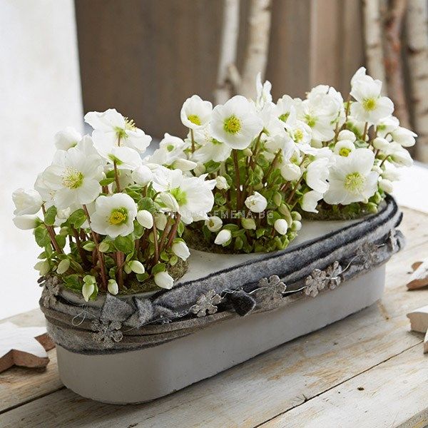 Кукуряк /Helleborus White Beauty