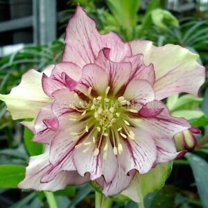 Кукуряк /Helleborus Double Ellen Picotee
