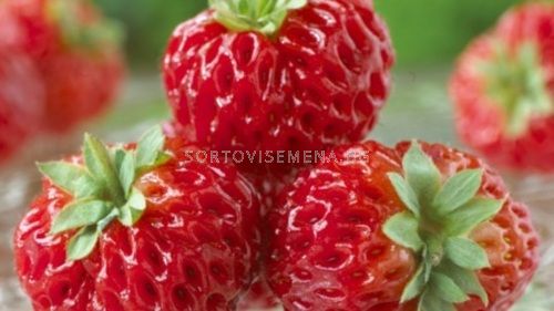 ягоди (Strawberry) Framberry
