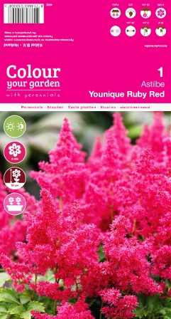 Астилбе younique ruby red