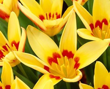 лале Optimism Corona 11/12