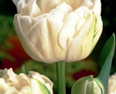 лале Bold Mount Tacoma 11/12