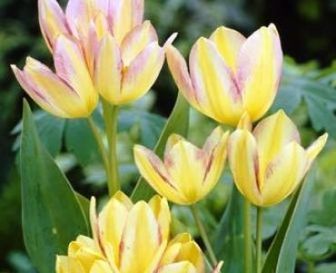 Леле multiflora antoinette