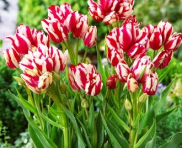 лале Florid Flaming Club 11/12