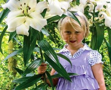 лилиум Oriental Pretty Woman 12/14