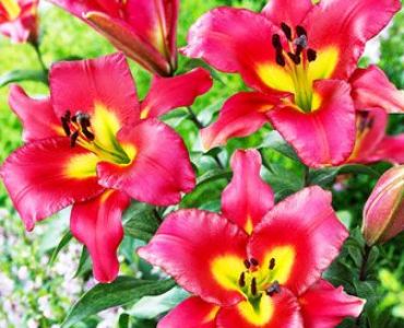 Лилиум Satisfaction