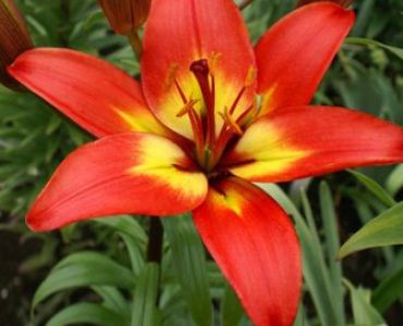 Лилиум Forever Linda 14/16