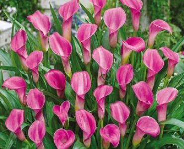 Кала Garnet glow