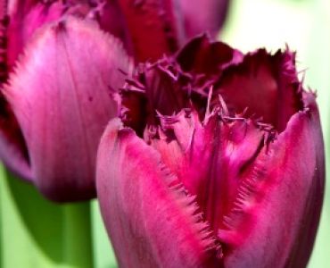 лале Fringed Curly Sue 11/12