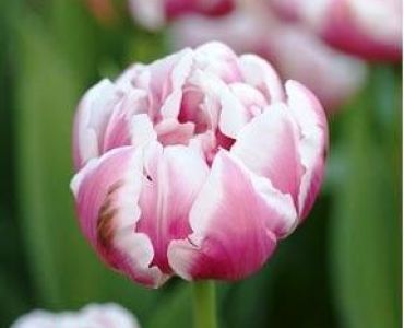 лале Elegant Melrose 11/12