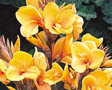 Канна Louis Cottin