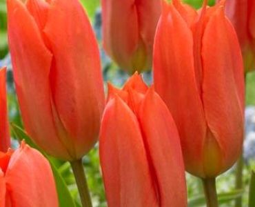 Лале Оrange Brilliant 11/12