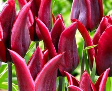 лале Lasting love 11/12