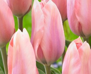 Лале Poco Loco 11/12