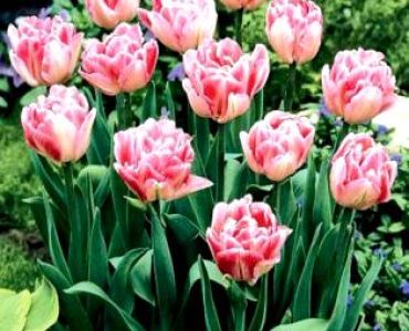 лале Foxtrot 11/12