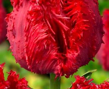 лале Fringed Barbados 11/12