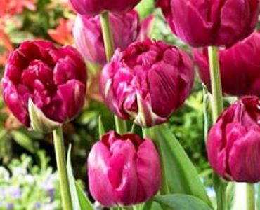 лале Royal Acres 11/12