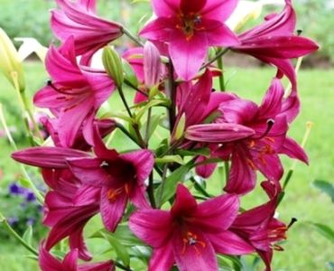 Лилиум Purple Prince
