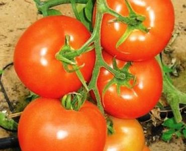 домати АБС 7021 F1