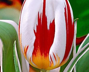 Лале Happy Generation 11/12