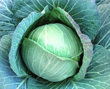 зеле New Midorimaru F1