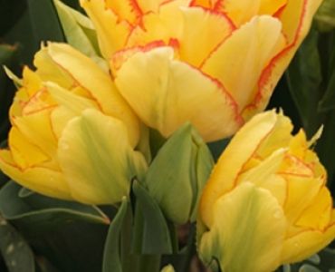 лале Florid Aquilla 11/12