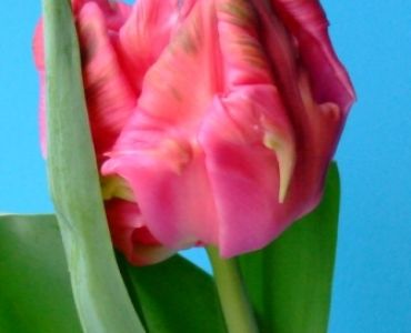 лале Marvel parrot 11/12 