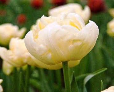 лале Elegant Verona 11/12