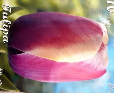 лале Single late Atlantis 11/12