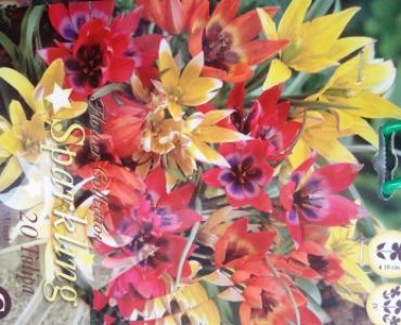 Лалета Sparkling mix Humilis 