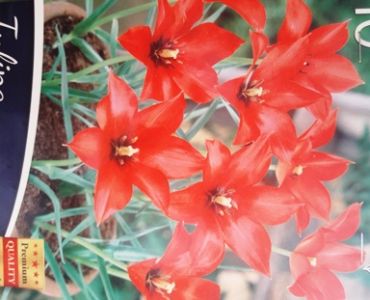 Лалето Specie - Linifolia 