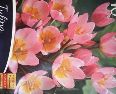 Лале Specie - Lilac Wonder 