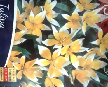 Лале Specie - Tarda