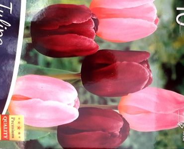 Лалета Triumph Rosa & Purple