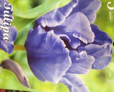 лале Parrot Blue 11/12