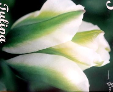 лале Viridiflora Spring Green 11/12