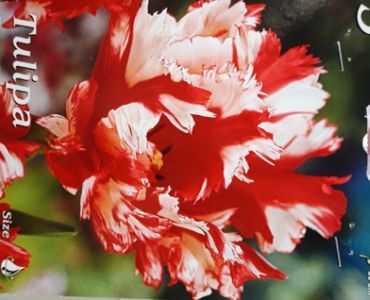 Лале Parrot Estella Ringveld 