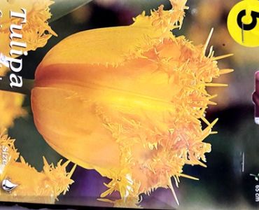 лале Crispa Maja 11/12