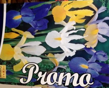 ирис Hollandica mix 7/8