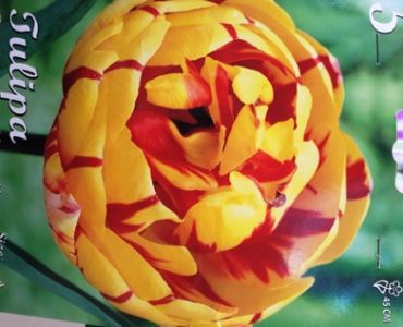 лале Double late Monsella 11/12