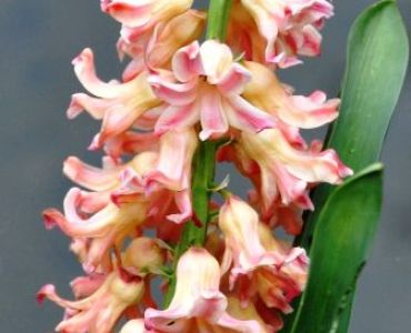 зюмбюл Odysseus (двуцветен)