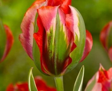 Лале Hollywood 11/12