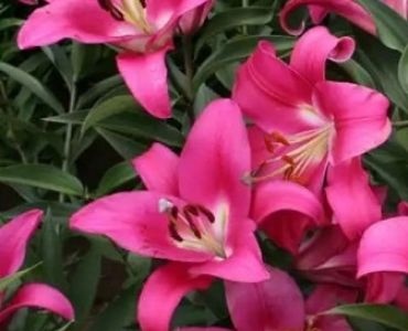 Лилиум Robina 