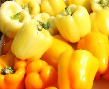 пипер Беладона F1