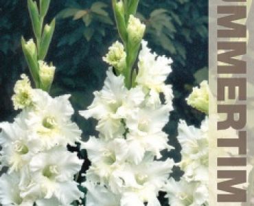 Гладиол Snowy Ruffle