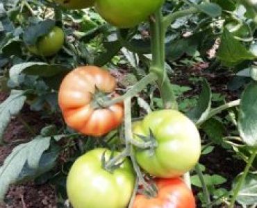 домати Рестлер F1