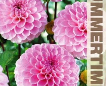 Далия Wizard of Oz