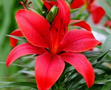 лилиум Asiatic Red County 14/16